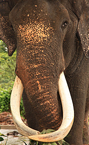 Pinnawala-Elephant-Orphanage-globotours