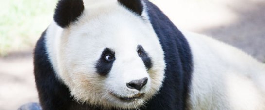visit-panda-china-globotours